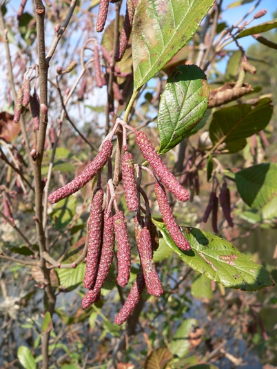 {Alnus serrulata}